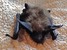 Long-eared Myotis.jpg
