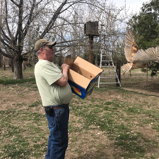 Mark & Barn Owl release