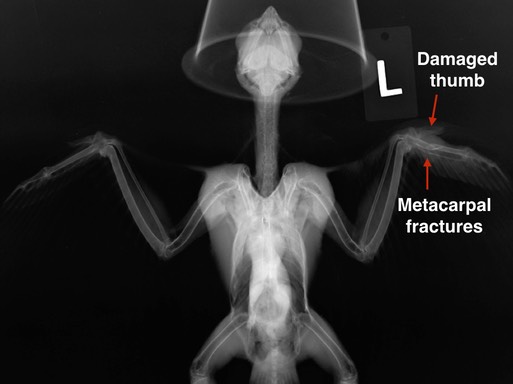Merlin 19-506 rad.001