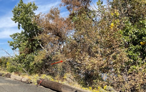 MODO release 2.001.jpeg.001