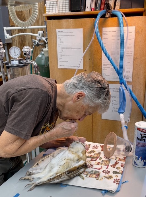 Mouth to beakk resucitation