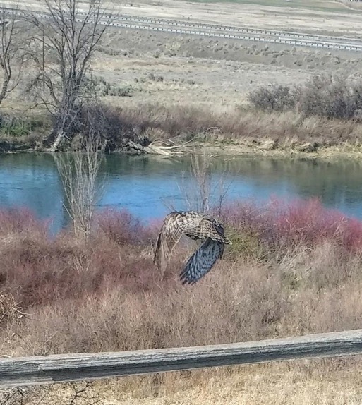 Nanette GHOW release