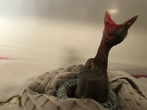 Nestling Crow