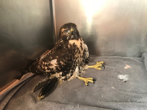 organophosphate RTHA