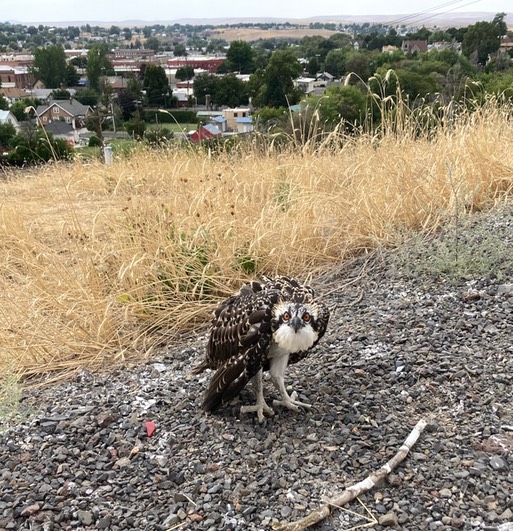 Osprey fledge
