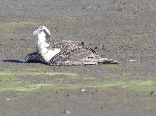 Osprey in mud