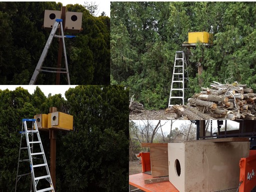 Owl boxes