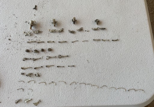 owl pellet contents
