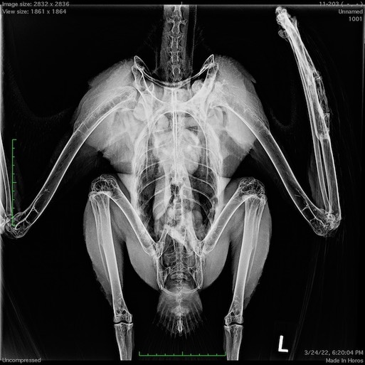 Patriot shoulder rad