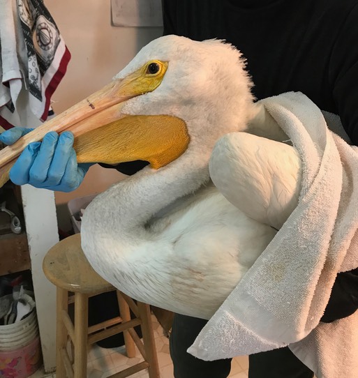 Pelican head