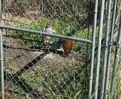 Persimmon in the sprinkler