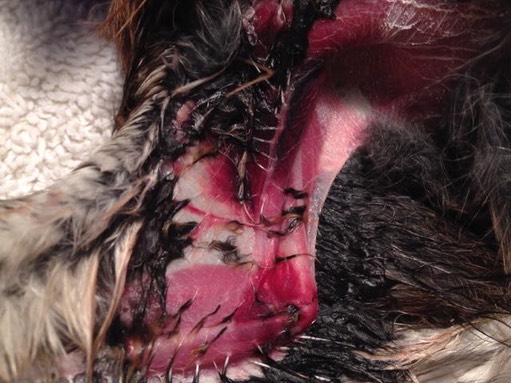 Puncture wounds 2.jpg