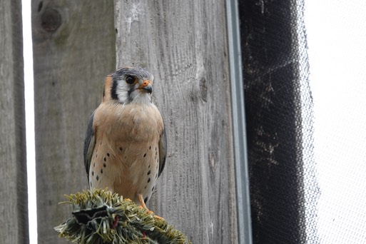 Rainy Kestrel