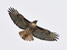 Red-tailed Hawk