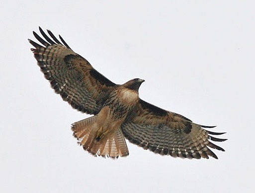 Red-tailed Hawk