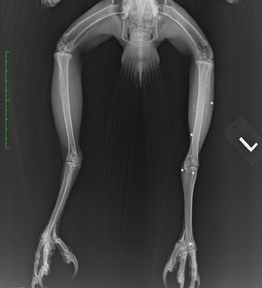 RTHA 20-565 legs.001