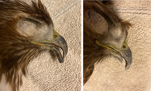 RTHA 21-010 beak.001