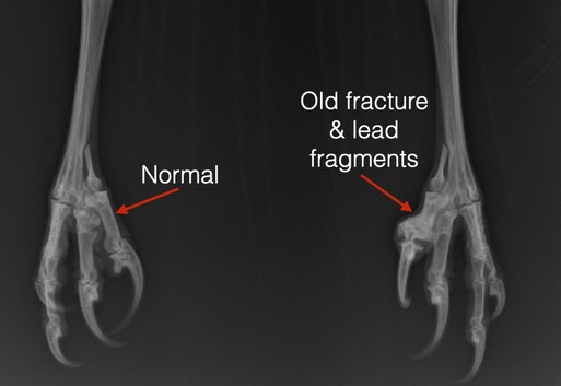 RTHA 21-010 feet.075