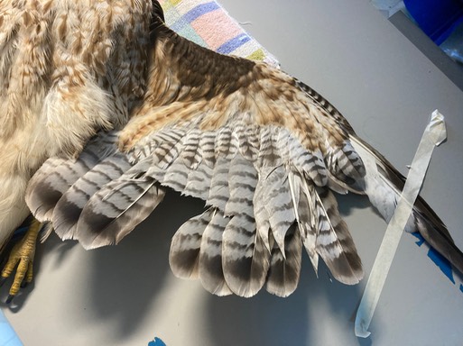 RTHA 21-045 feathers