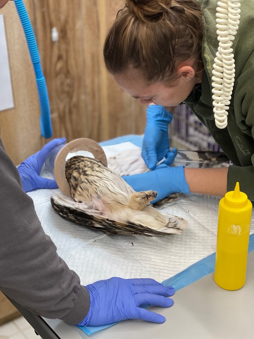 Samantha drawing blood on SEOW