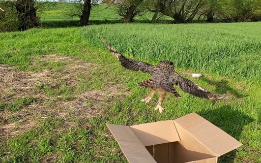 Samantha GHOW release