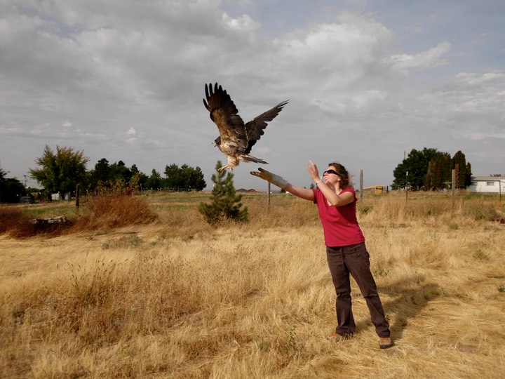 Swainson's Hawk