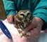 Saw-whet 1.jpg