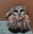 Saw-whet.jpg