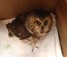 Saw-whet.jpg