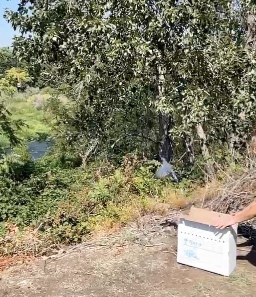 Scrub Jay 3 release