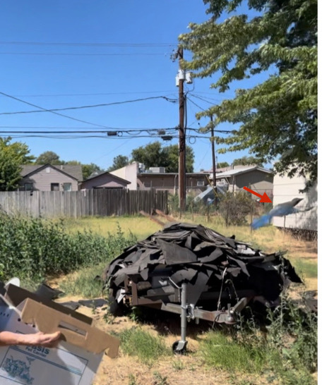 Scrub jay release.001