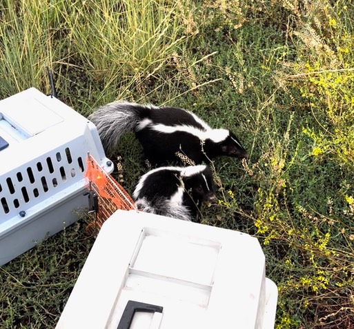 Skunk release 1