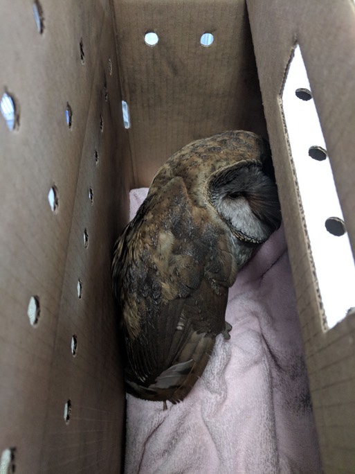 Sooty Barn Owl