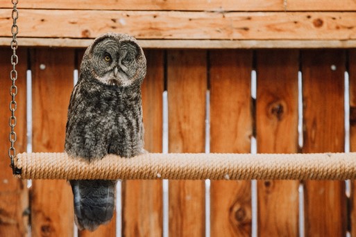 Spirit, photo by Emily McLaughlin