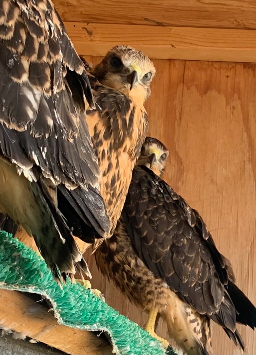 Swainson's hawks in the Hack box