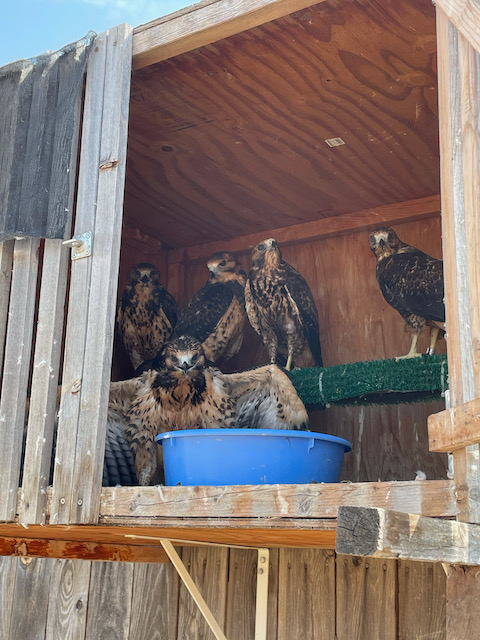 SWHA's released from HB