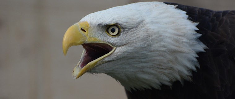 the donate eagle