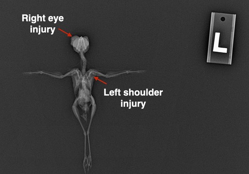 Townsend's Warbler rad (1)