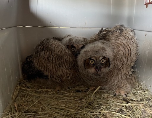 Two GHOWs at hack site