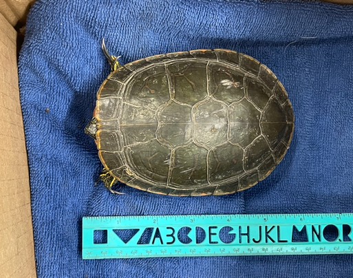 Western Painted Turtle