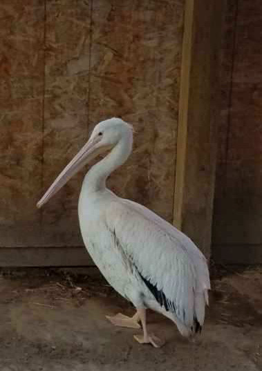 Young Pelican