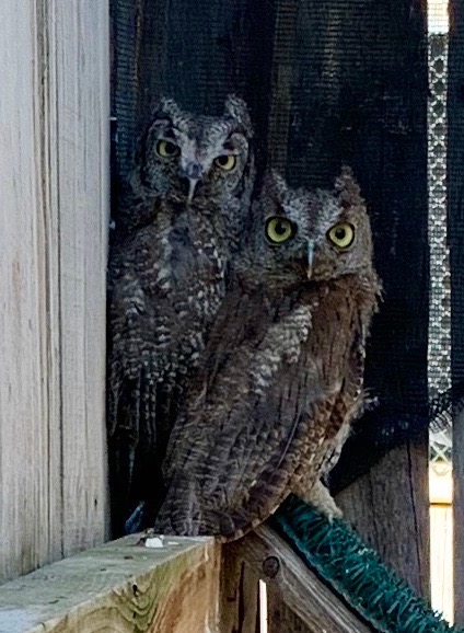 Young Screech owls