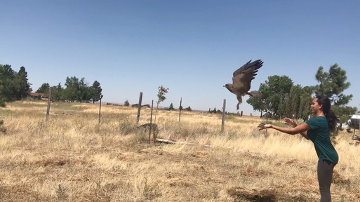 Zabrina & SWHA release